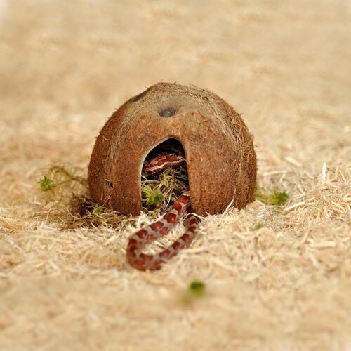 Hatchling Snake Starter Contents